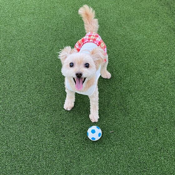 シニア犬が「老い」で徐々にできなくなることと健康管理のポイント いぬのきもち