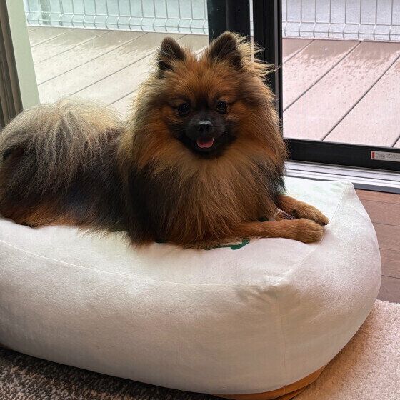 クッションの上にのるポメラニアン