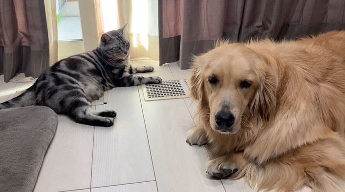一緒にくつろぐ猫(写真:左)と犬(写真:右)