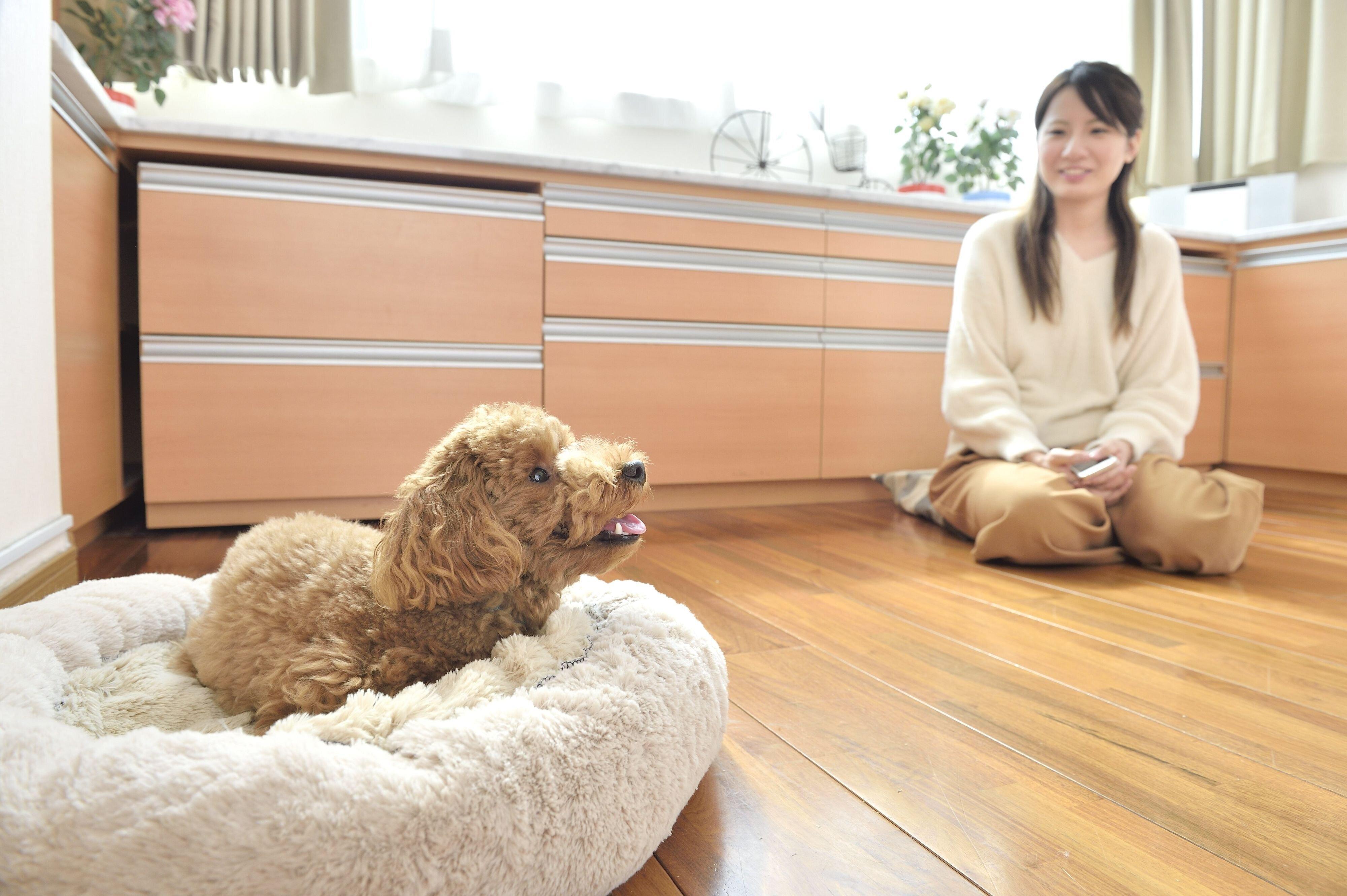 意識して犬の視界に入ろう