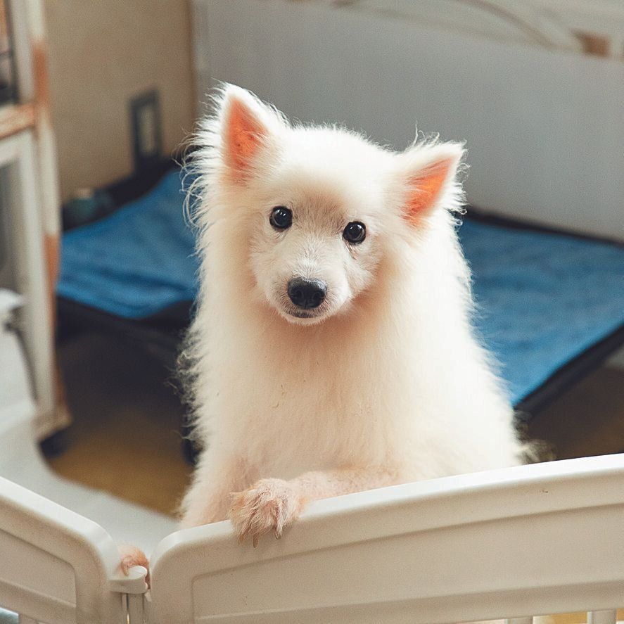 悪徳ブリーダーから保護したスピッツのそらくん（推定12才）。ガリガリで毛が抜け落ちていたのが、こんなにきれいに