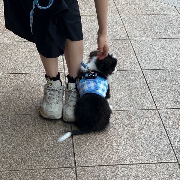 お散歩デビューをしたあるとくん