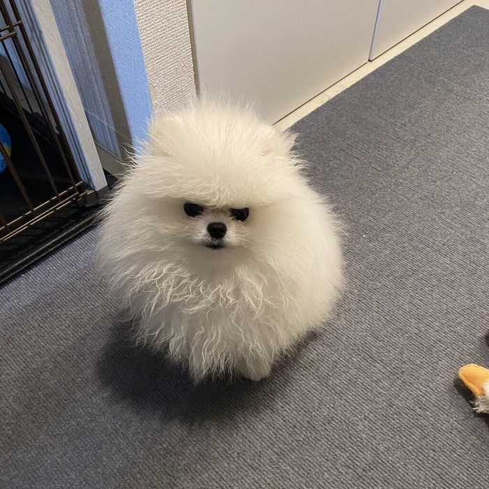 すねるとろろくん