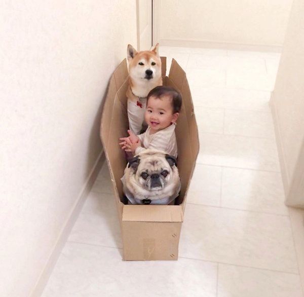 仲良しな柴犬とパグと妹ちゃん