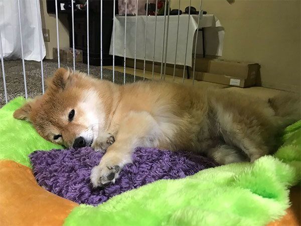 くつろぐちよちゃん