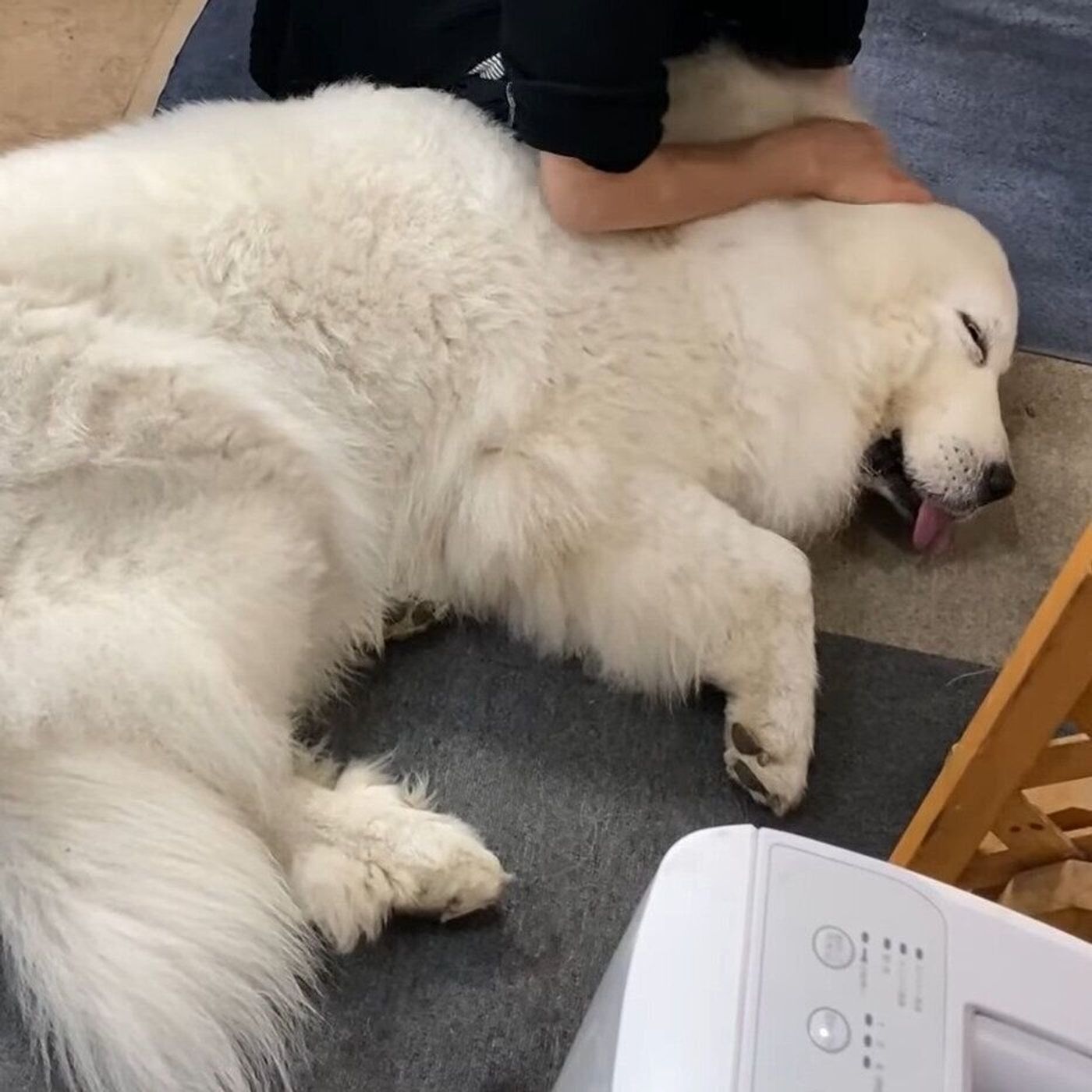 大型犬が寝るまでのナイトルーティーン 家族からの愛がたくさん いぬのきもちweb Magazine 大型犬が寝るまでのナイトルーティーン 家族からの愛がたくさん いぬのきもちweb Magazine