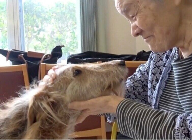 ふれあいの場面（アニマルセラピーの動画より）