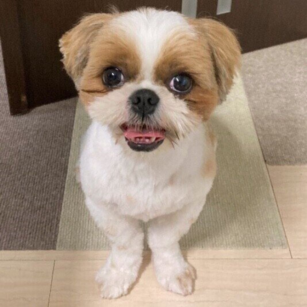 犬の サマーカット を獣医師が解説 メリットと注意点を把握してから検討を いぬのきもちweb Magazine 犬の サマーカット を獣医師が解説 メリットと注意点を把握してから検討を いぬのきもちweb Magazine