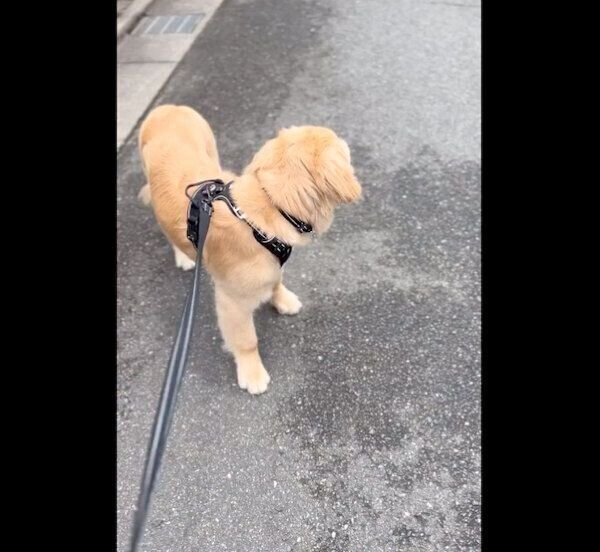 お父さんのことを待つポチタくん