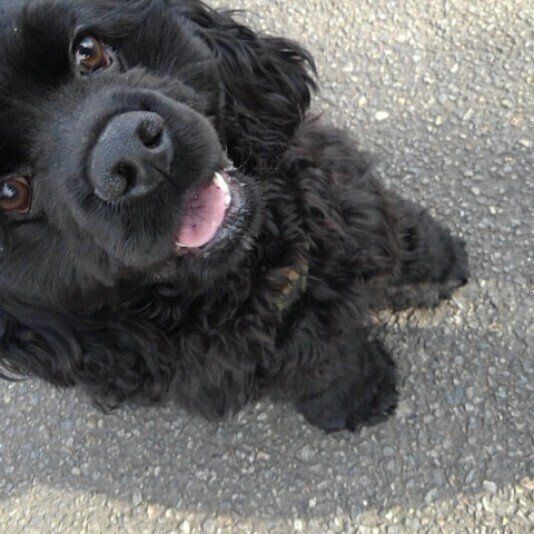 アメリカン・コッカー・スパニエルのベアくん