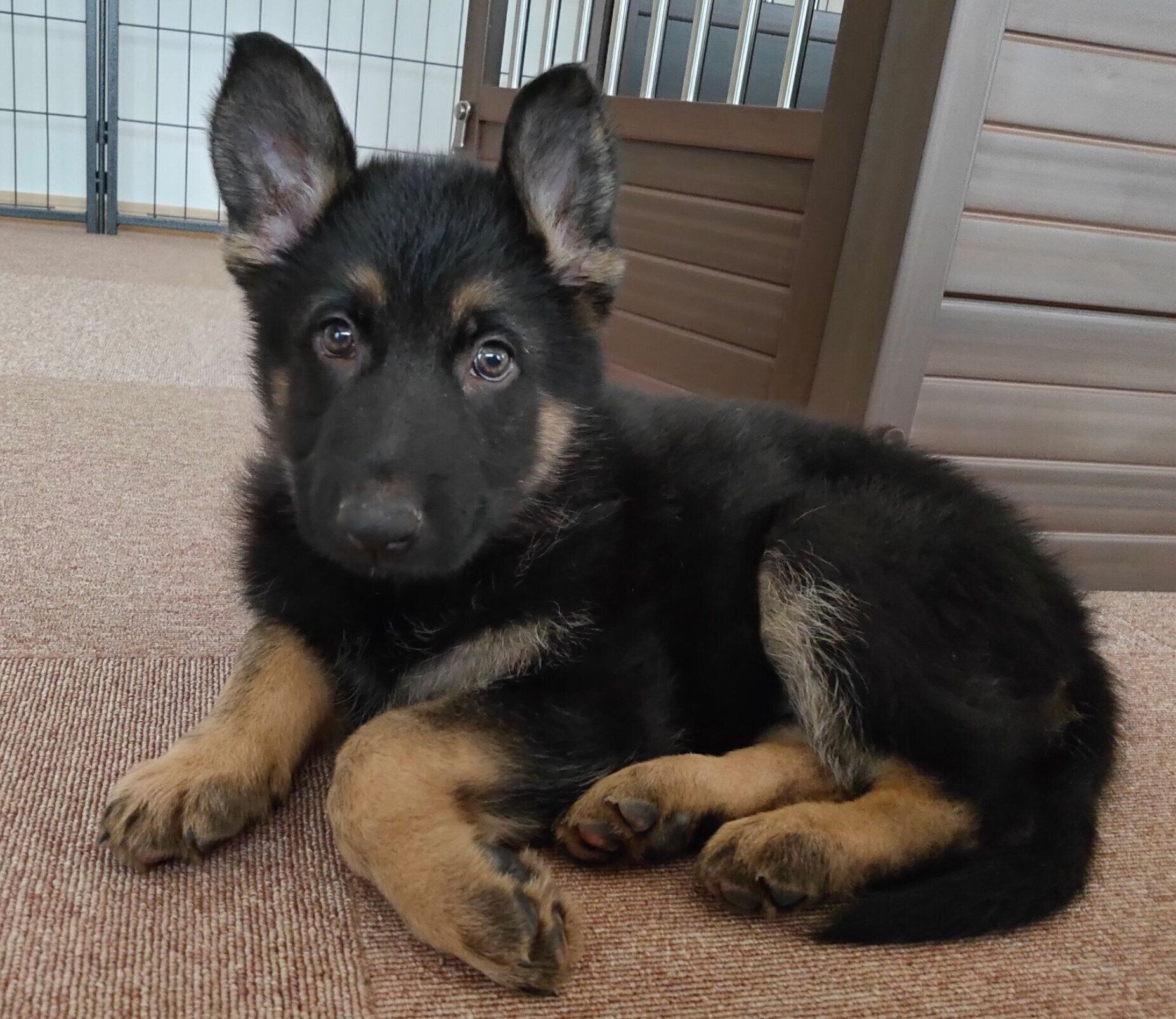 お迎え初日に撮影したミラちゃん