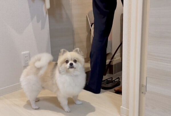 真顔で飼い主さんを見つめるちくわくん