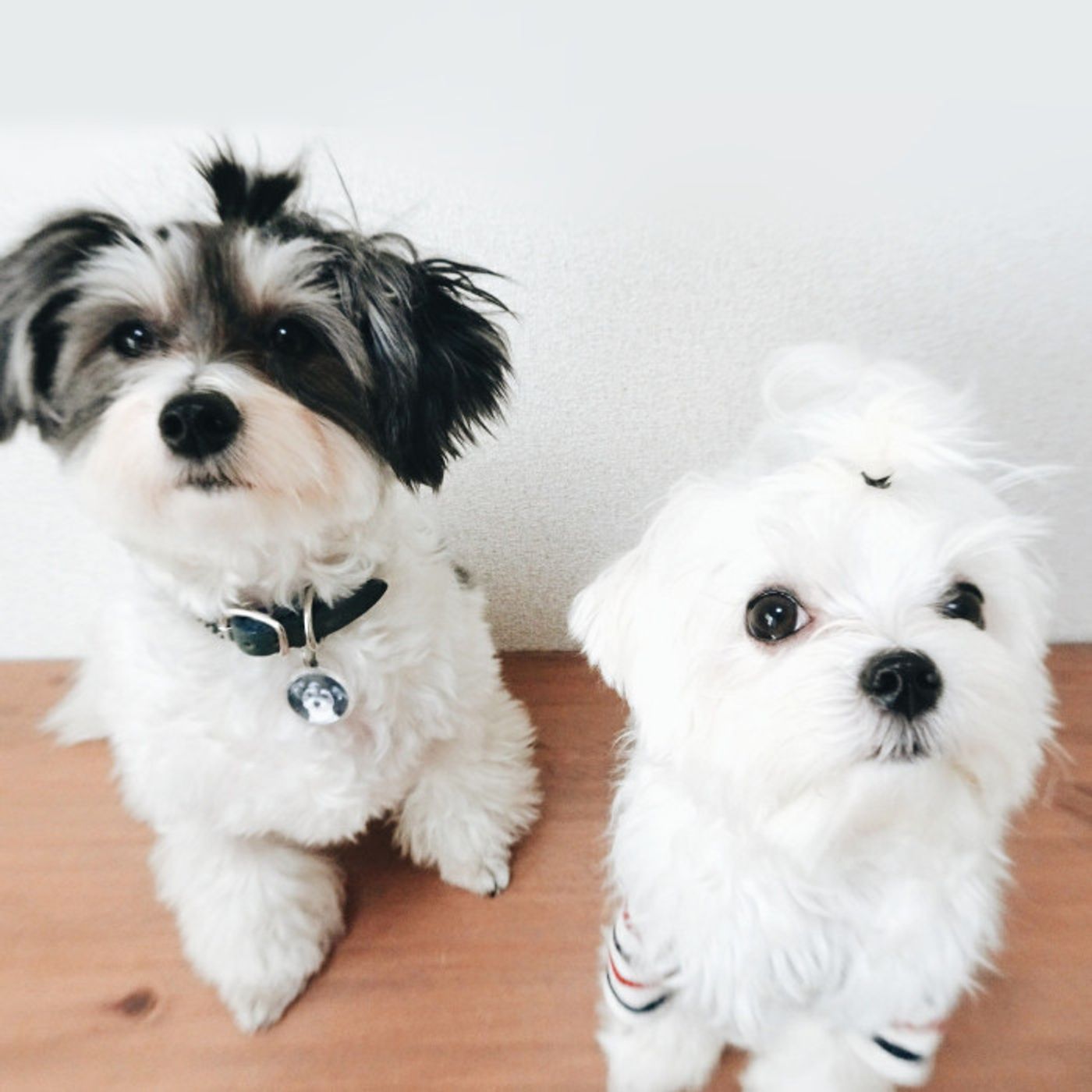 犬にも血液型ってあるの 人と同じように血液型別の性格診断できる いぬのきもちweb Magazine 犬にも血液型ってあるの 人と同じように血液型別の性格診断できる いぬのきもちweb Magazine