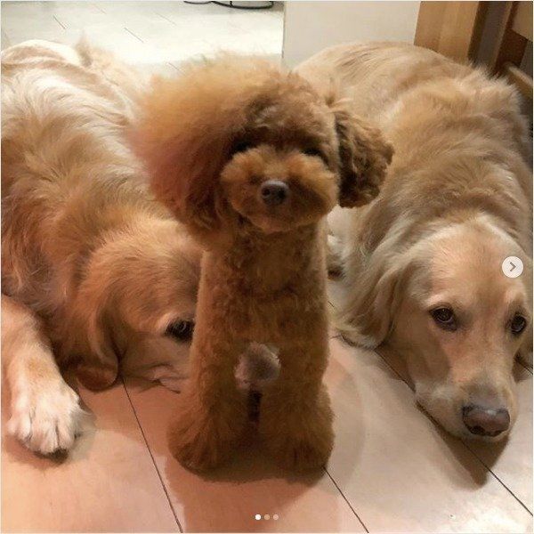 ゴールデン・レトリーバーとトイ・プードル