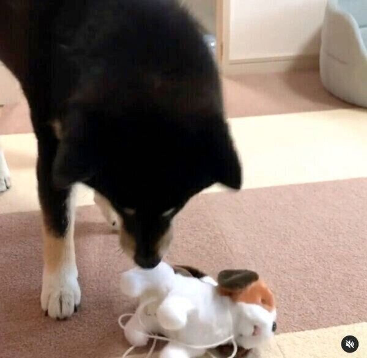 動く犬のぬいぐるみ を初めて見て戸惑いつつも興味津々 犬はどのように認識しているの いぬのきもちweb Magazine 動く犬のぬいぐるみ を初めて見て戸惑いつつも興味津々 犬はどのように認識しているの いぬのきもちweb Magazine