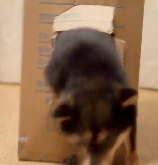 ダンボールを突き破る犬