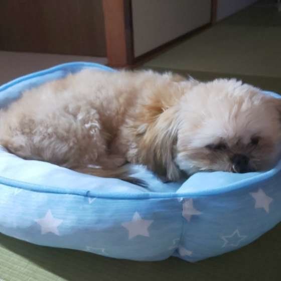 ひんやりグッズの上でぐっすり眠っているわんこ