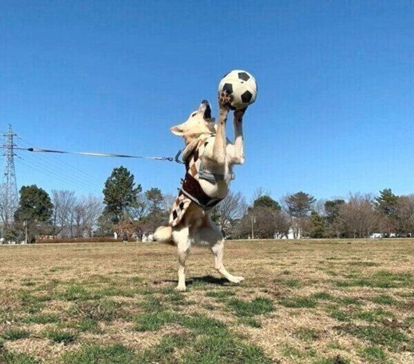 ボールで遊ぶくるりちゃん