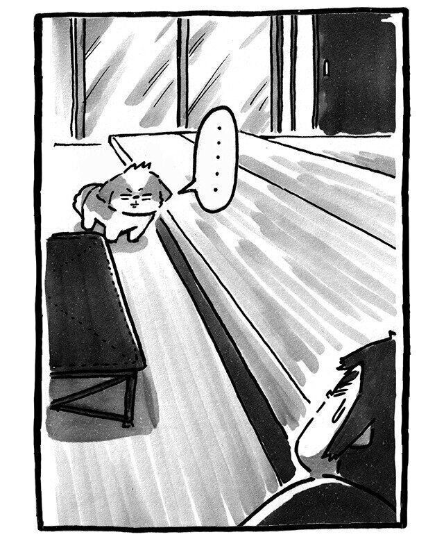 Altシーズー犬マンガてんぽshihtzu