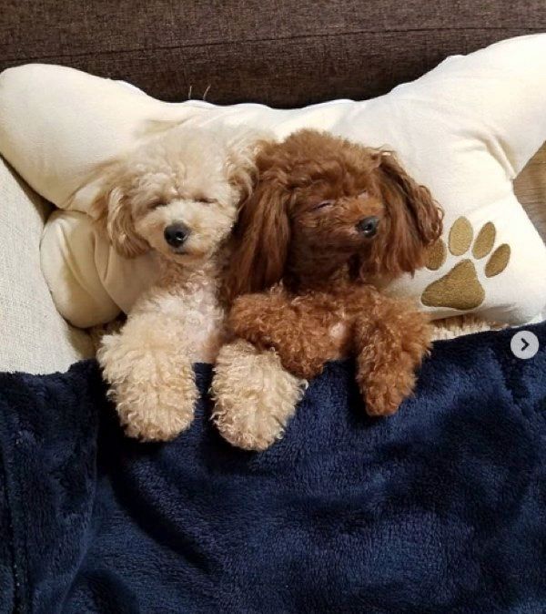 仲良しなトイ・プードル姉妹