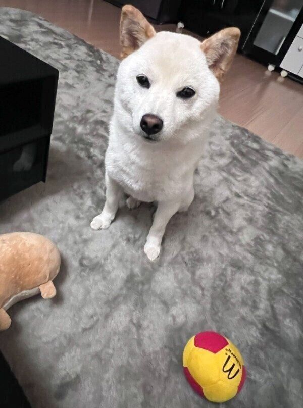 おもちゃを置いて飼い主さんを励ますエルちゃん