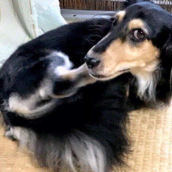 顔をかくミニチュア・ダックスフンドのりんちゃん