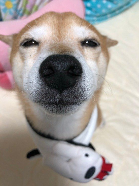 顔アップの柴犬