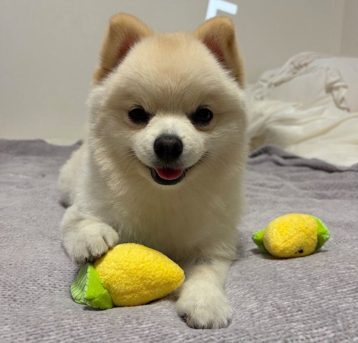 おもちゃで遊ぶこうしろうくん