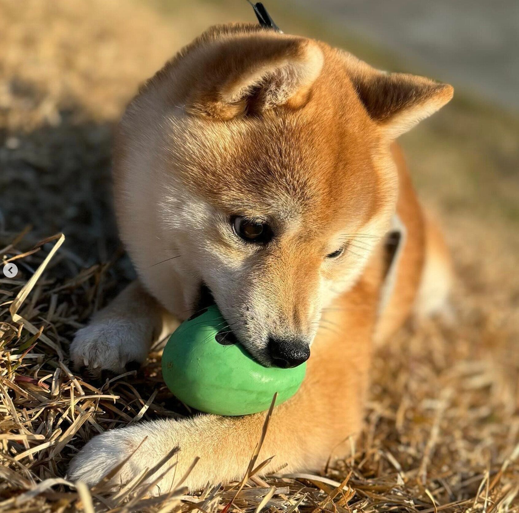ボールで遊ぶヴィヴィエンヌちゃん