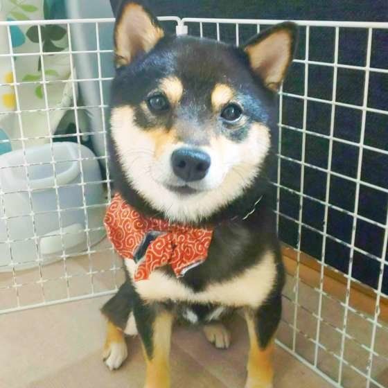 決め顔をする柴犬