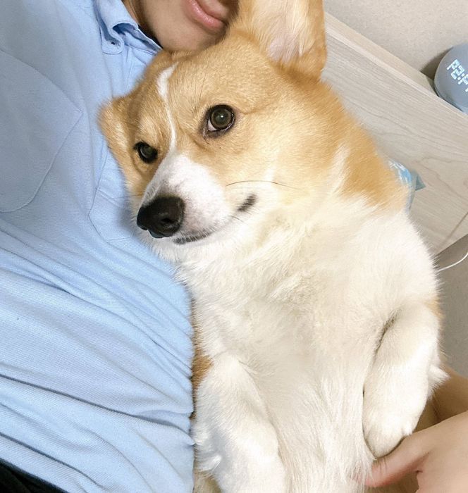 飼い主さんにくっつく柊くん