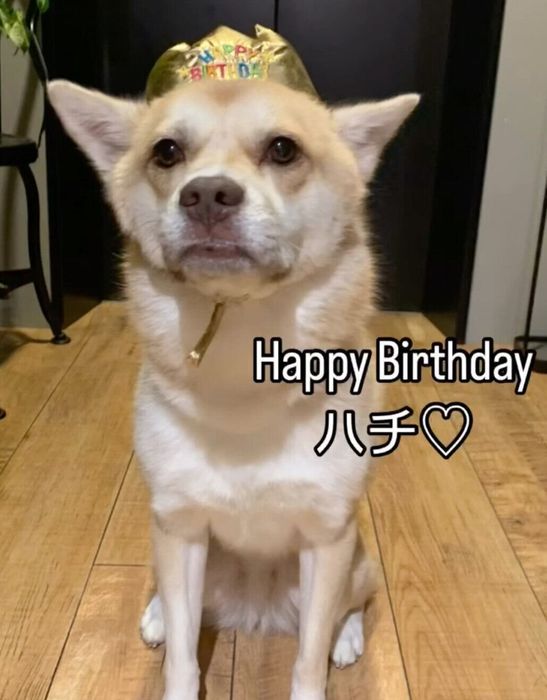 3才になったハチちゃん