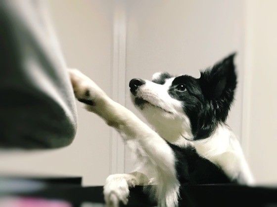 見つめるボーダーコリー