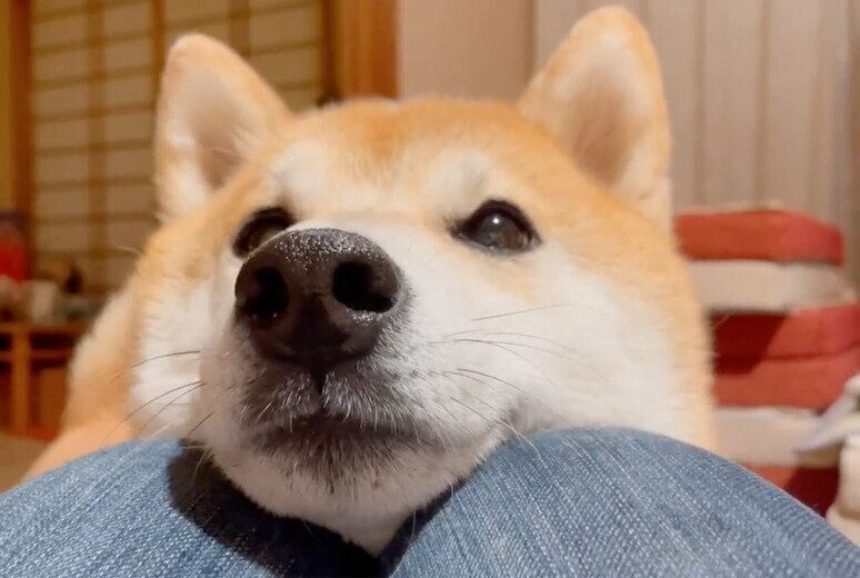 飼い主さんの膝の上にあご乗せをする栗太郎くん