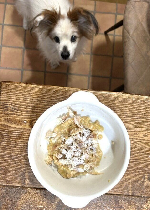 試したのは、編集長と愛犬ラッキー（オス・15才／パピヨン）