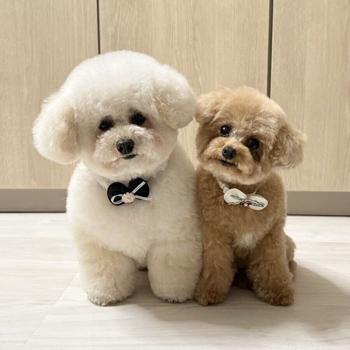 並んでポーズをとるリリィちゃんとモカちゃん