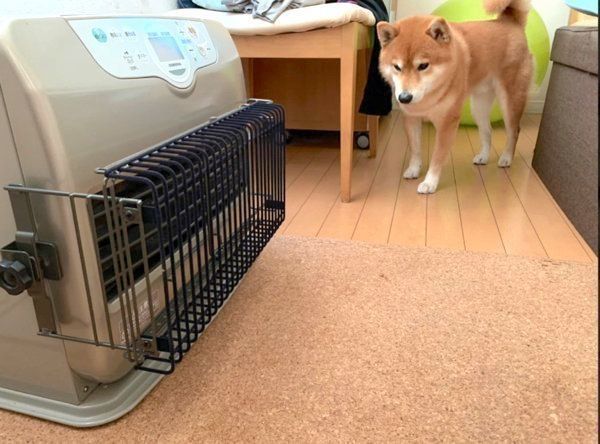 ストーブをじっと見つめるこたろうくん