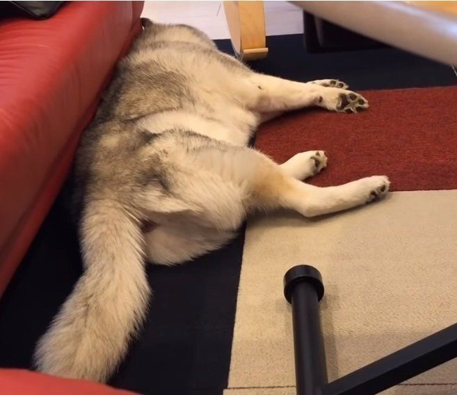 ソファの前で寝ているシベリアン・ハスキー