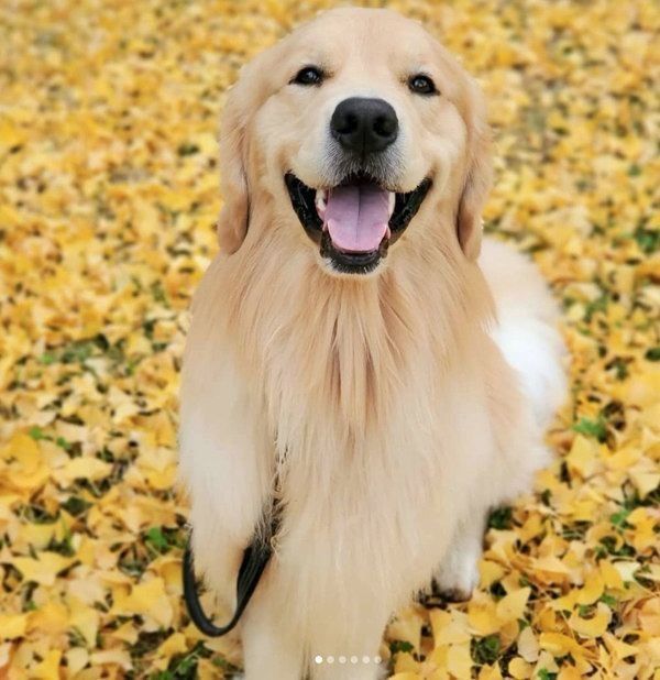 にっこり笑顔のアランくん