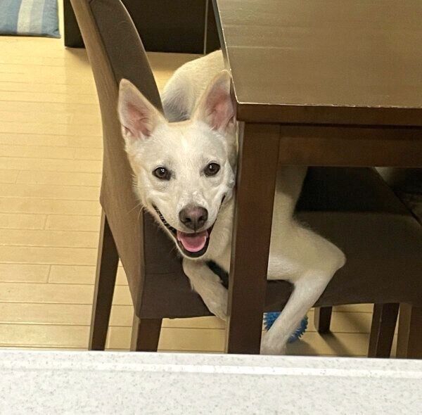 朝の散歩後、早くゴハンを食べたくてスタンバイするハクちゃん