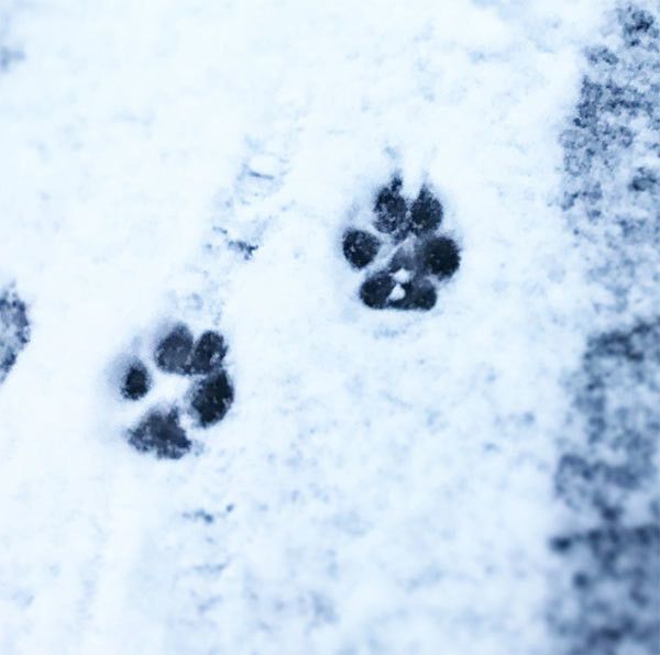 犬の足跡