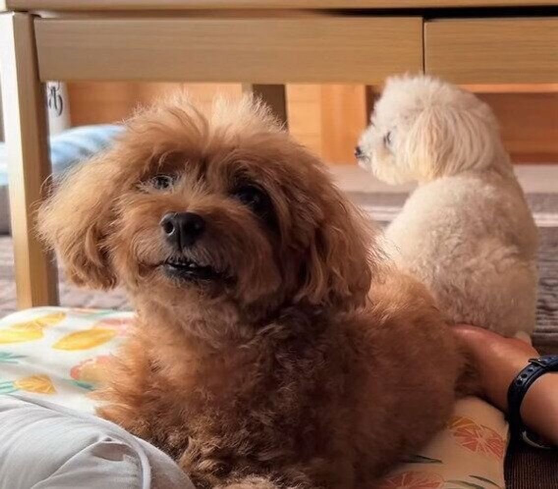 どうしてもパパにくっつきたい あの手この手で密着しようとするトイプーがかわいすぎ いぬのきもちweb Magazine どうしてもパパにくっつきたい あの手この手で密着しようとするトイプーがかわいすぎ いぬのきもちweb Magazine