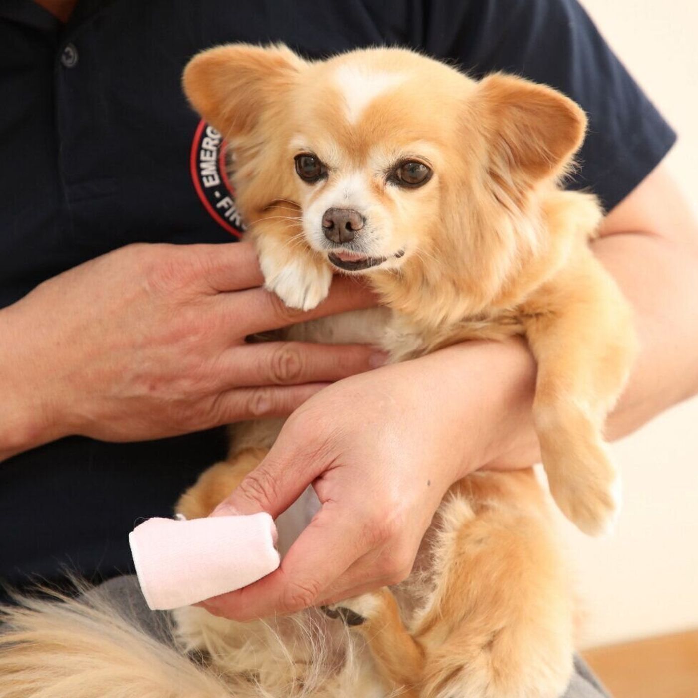 暑さ本番 本当は怖い犬のやけど これからの季節で気を付けたいこととは いぬのきもちweb Magazine 暑さ本番 本当は怖い犬のやけど これからの季節で気を付けたいこととは いぬのきもちweb Magazine