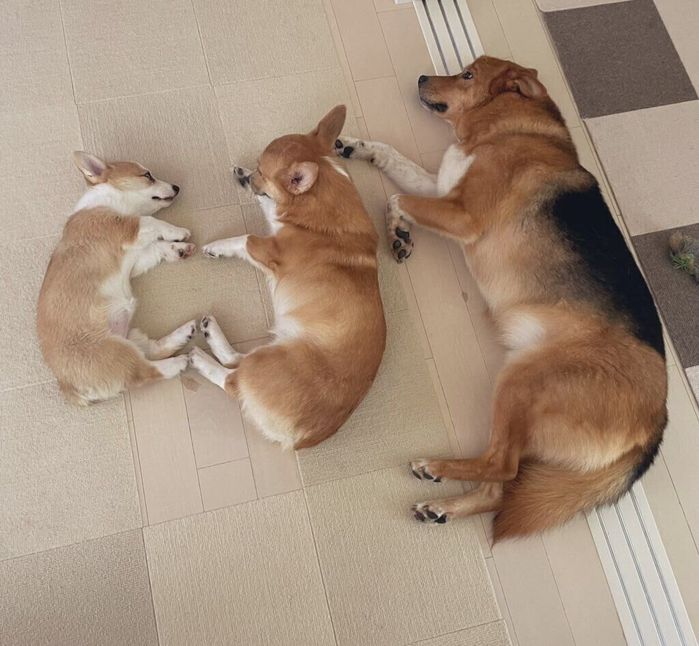 仲良くゴロゴロするぽんずくん、しおちゃん、しょうゆくん