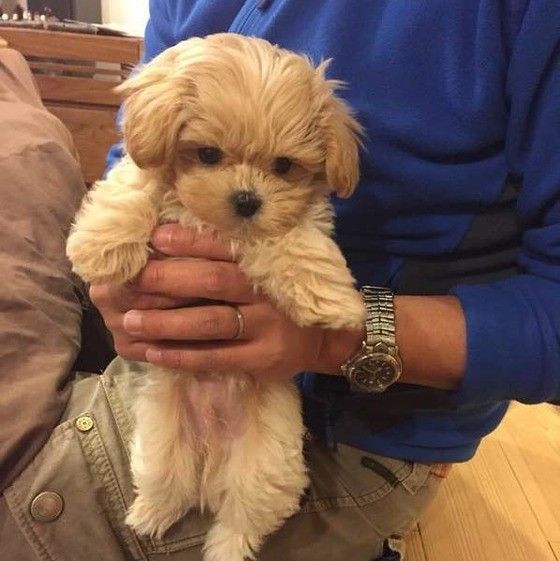 抱っこされる犬