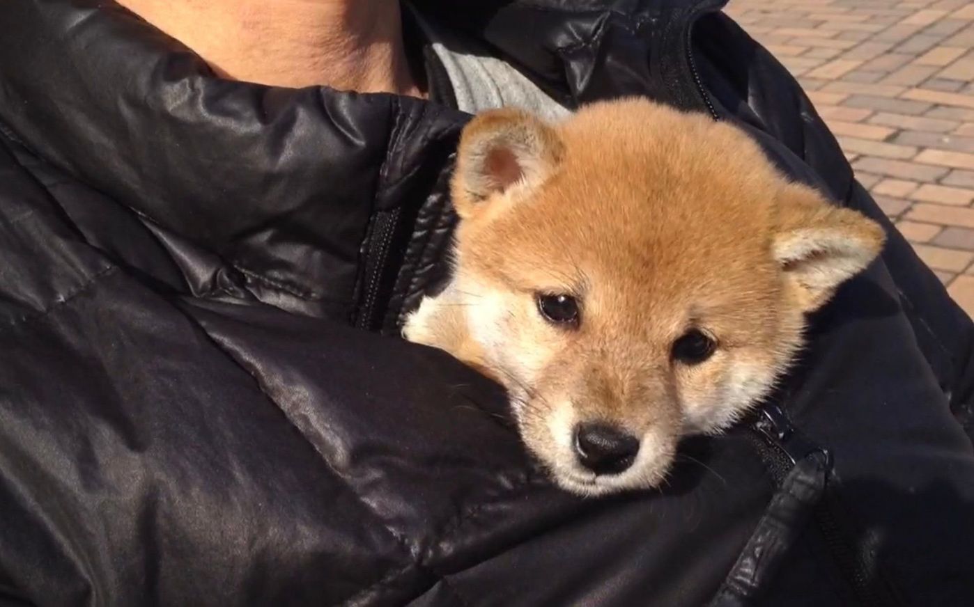 どこへでもついて回るもも 連載 柴犬ももと猫たち Vol 4 いぬのきもちweb Magazine どこへでもついて回るもも 連載 柴犬ももと猫たち Vol 4 いぬのきもちweb Magazine