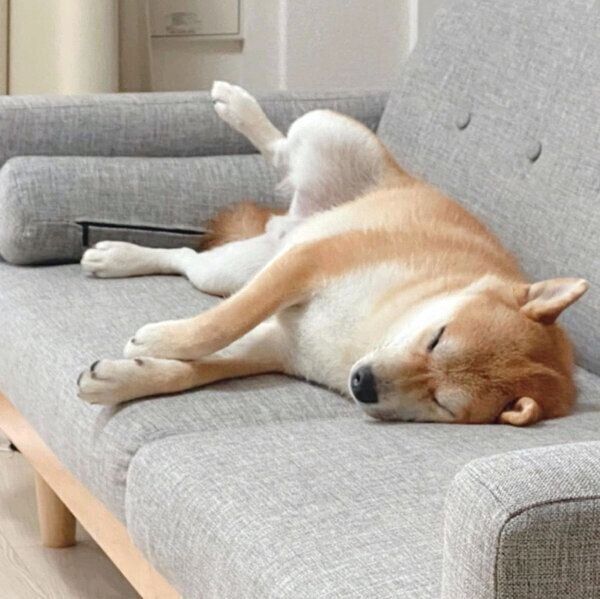 ソファでくつろぐじろちゃん