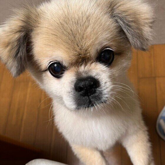 愛犬がゴハンを食べない…動物病院へ行くべき目安は？ いぬのきもち