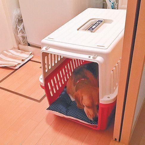 「犬にとって安心できる場所があることはとても大切だと痛感しました。怖がっていた衣もクレートの中では安心」