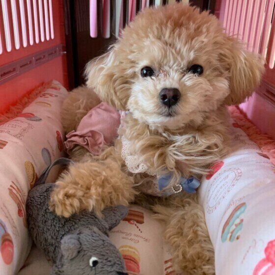 ぬいぐるみをキープするトイ・プードル